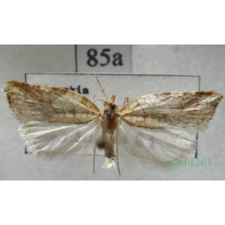 Acleris rhombana (Denis & Schiffermüller, 1775) Czech85a